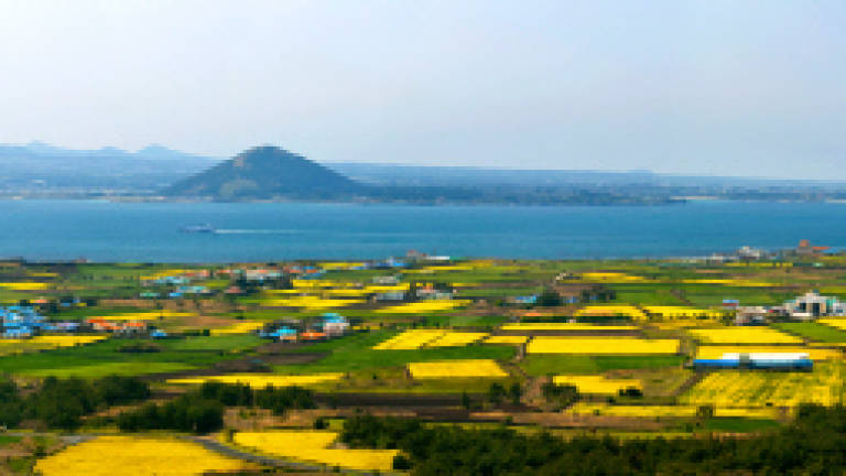 Wonders of Jeju in spring