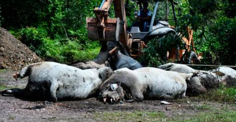 Jpvnt Ambil Sampel Bangkai Lembu Siasat Punca Kematian