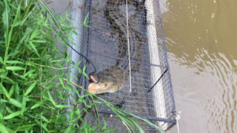 No more dog meat for 'Olog-Olog' the croc following capture by Sabah Wildlife
