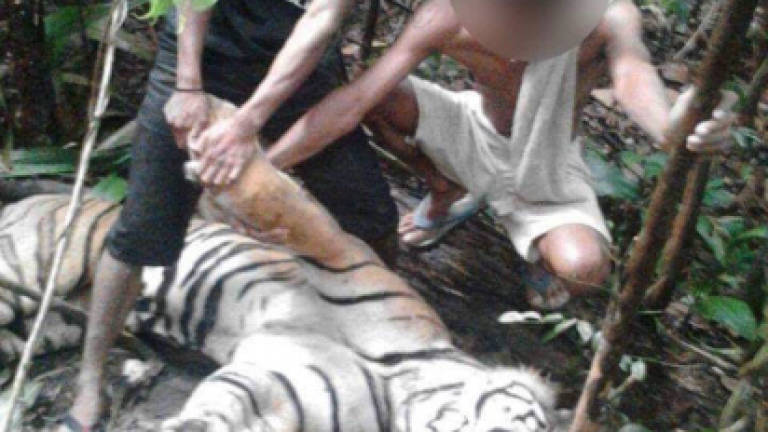 Shocking images of dead tiger sparks rage, Perhilitan investigating