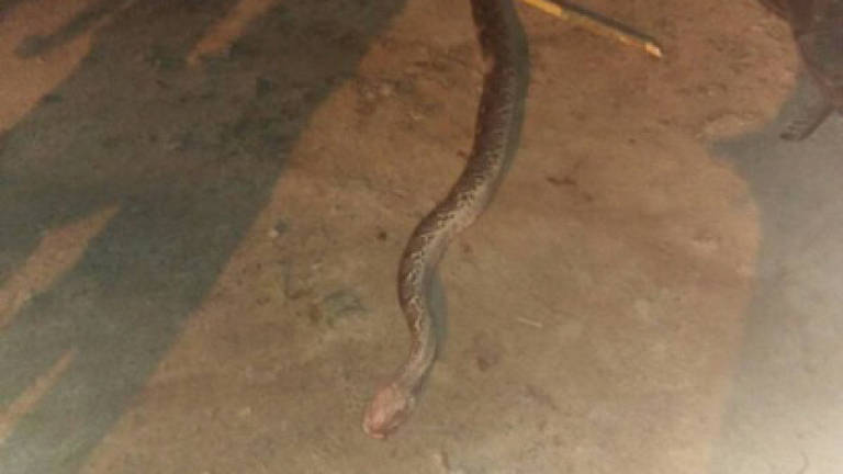 Man killed by python he caught for sale