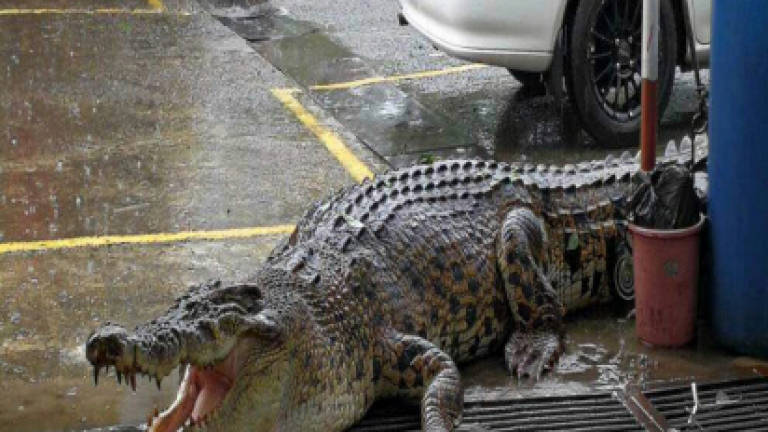 SFC clarifies on release of huge crocodile back into Limbang River