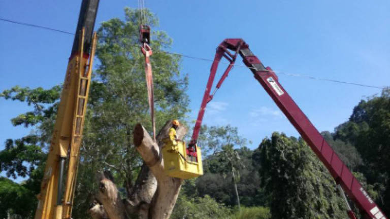 130-year-old tree removed from Botanical Gardens (Updated)