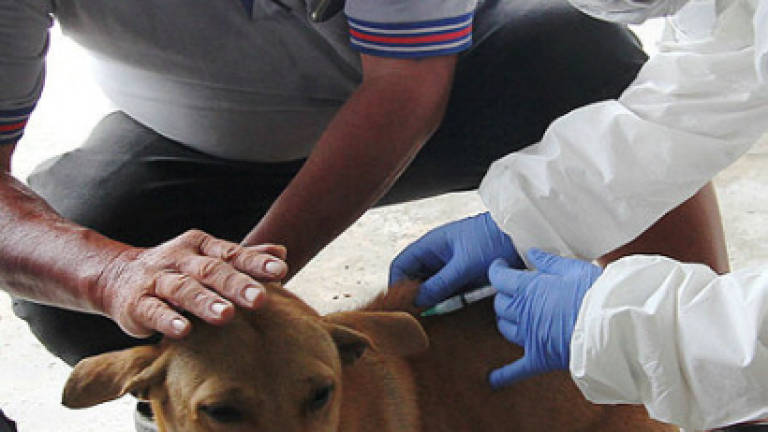 Rabies: 26,228 pets vaccinated as of today