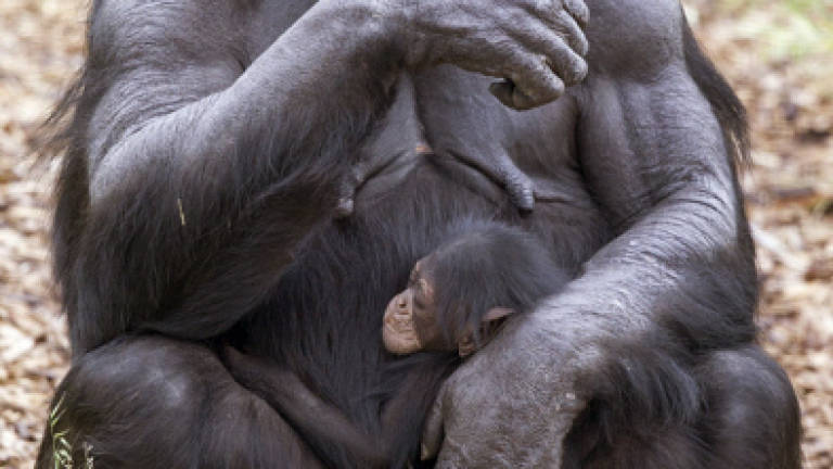 Pregnant chimp adopts orphan in 'unheard of' act Pregnant chimp adopts orphan in 'unheard of' act