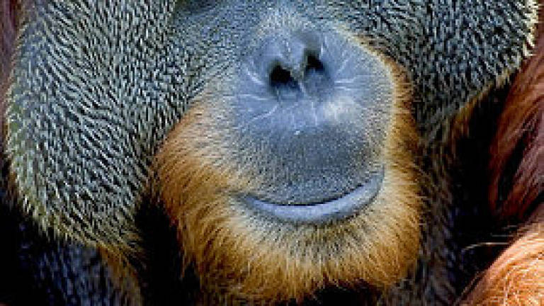 Orangutan found dead near Kabili-Sepilok forest reserve