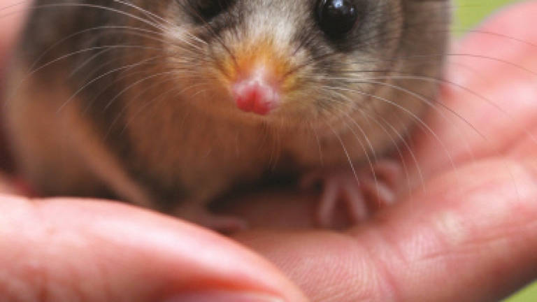 Australia gift to Britain's new princess to help pygmy possums