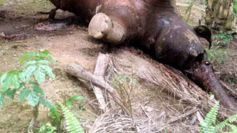 Two pygmy elephants found dead without tusks in Eastern Sabah