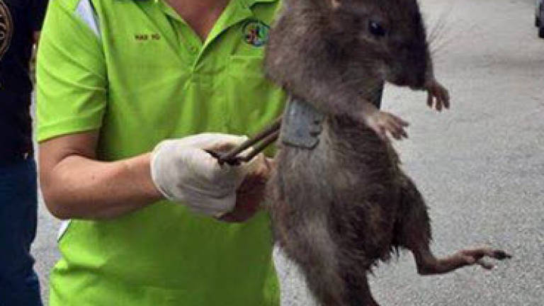 Giant rat photo goes viral on social media