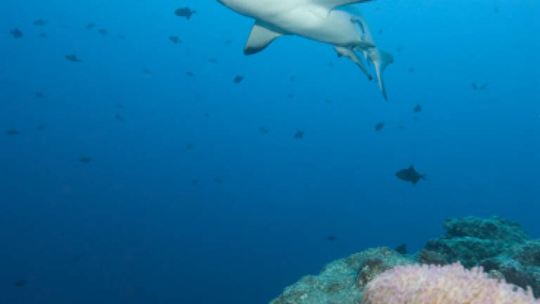Sharks off the menu and on the tourist trail in Palau