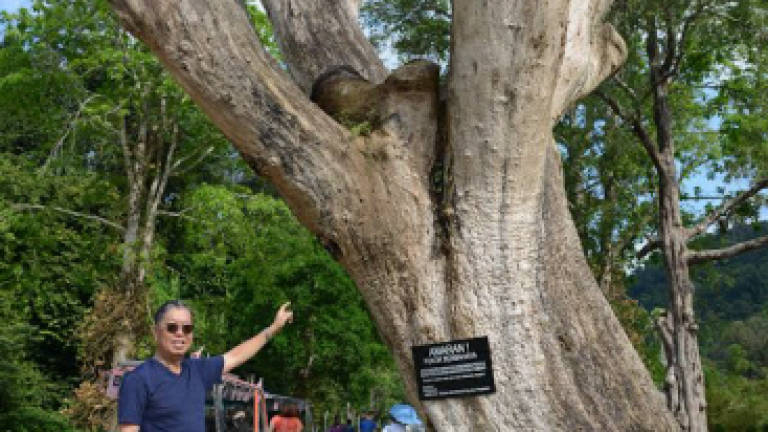 130-year-old raintree to be removed from Penang Botanical Gardens