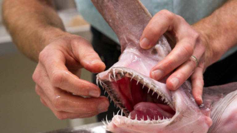 Rare 'alien of the deep' goblin shark found in Australia