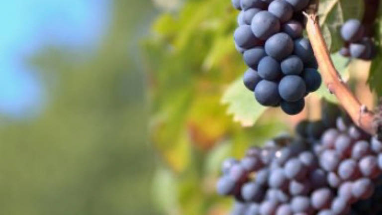 Grape compound shown to help fight acne