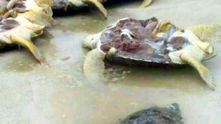 Sea nomads may have killed 100 turtles on Pulau Bum-Bum