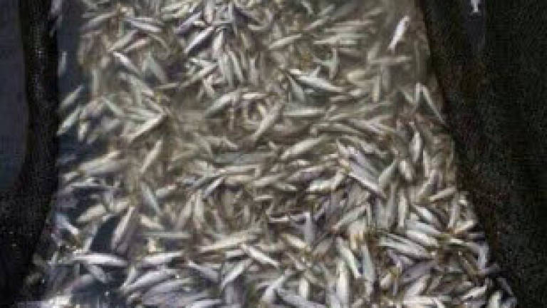 Large numbers of dead fish found near Tanjung Kupang