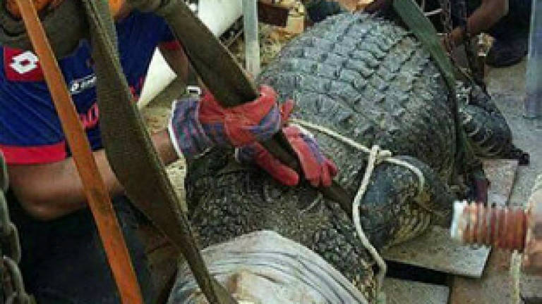 (Video) Crocodile found stuck in power plant water pool