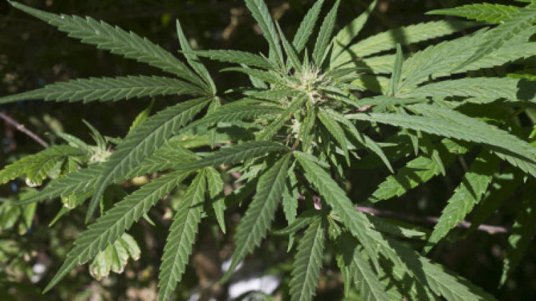 Pot lovers light up as Washington legalises marijuana