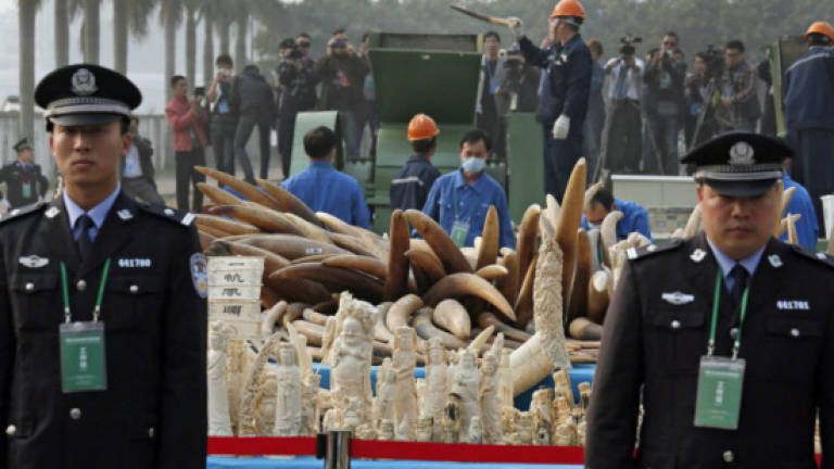 Chinese ban on ivory sales goes into effect