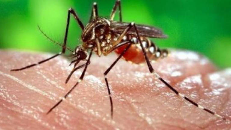 70-year-old woman from Besut, 14th victim of dengue in Terengganu