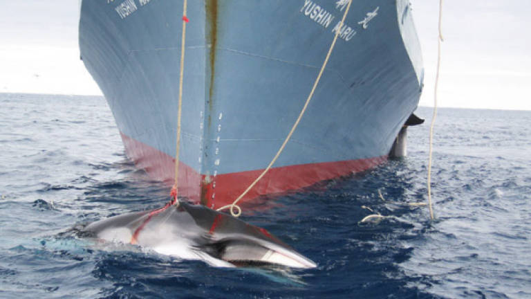 Top UN court orders end to Japan's Antarctic whale hunt