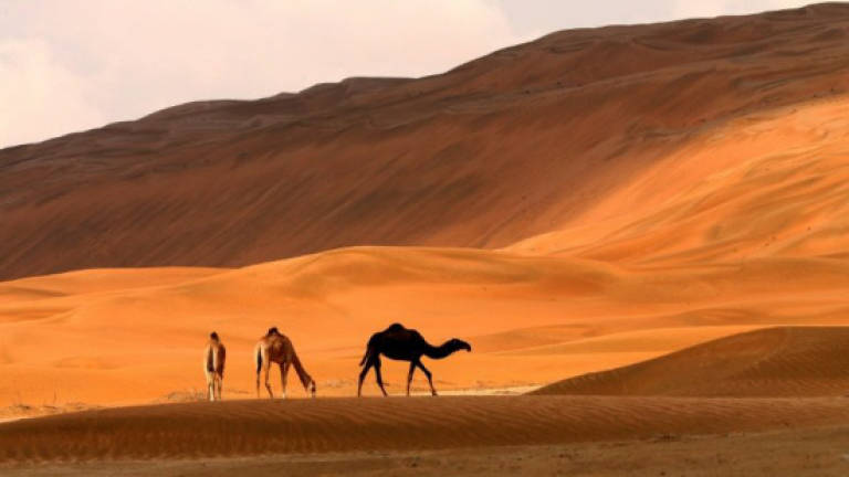 Camel-based baby formula to hit shelves in Dubai