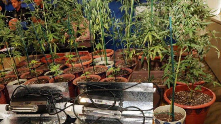 38 ganja plants seized from Puchong condo, 3 nabbed