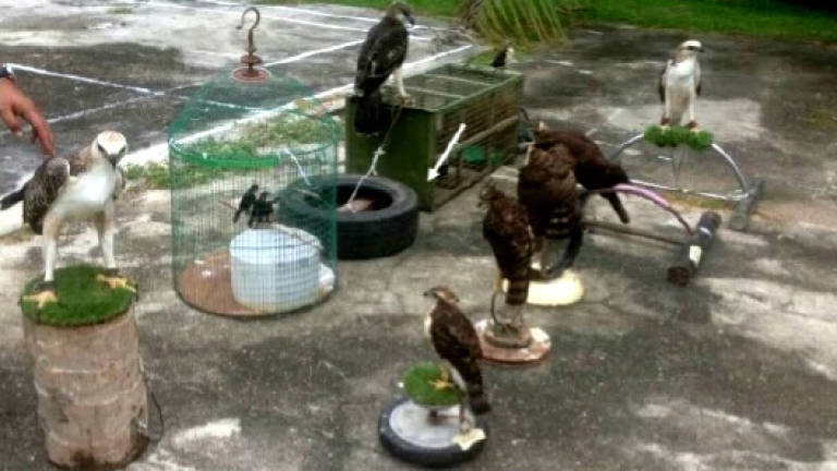 Wildlife department seizes 12 eagles in Pendang