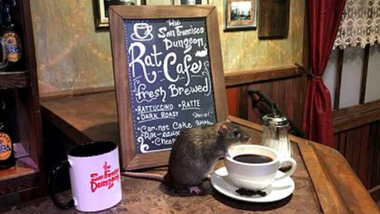 I'll have a rat with that: San Francisco's new rodent cafe