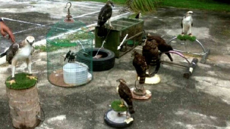 Perhilitan seize twelve protected eagles from man in Kedah