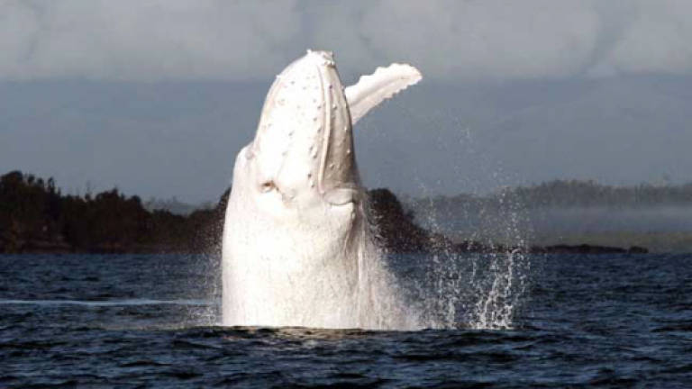 Rare white whale 'Migaloo' sighted off Australia