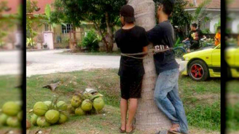 Two men found stealing coconuts bound to tree by villagers in Sitiawan