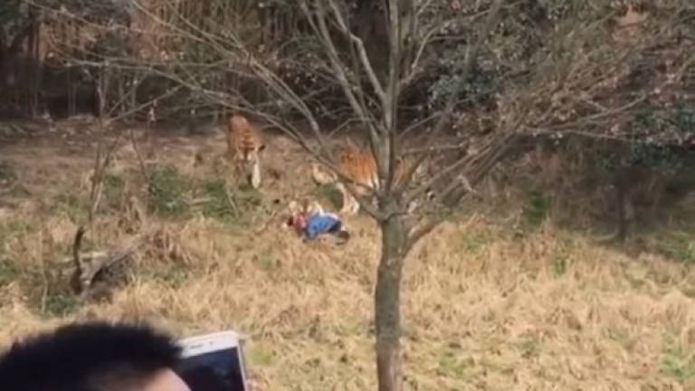 (Video) Tiger kills man in zoo as horrified visitors watch