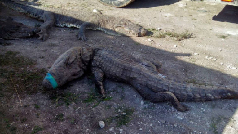 124 crocodiles suffocate in Mexico truck trip