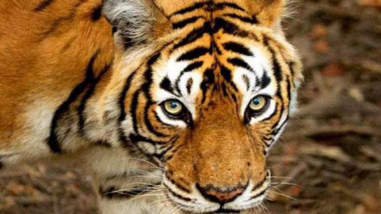 India's beloved tiger Machli dies