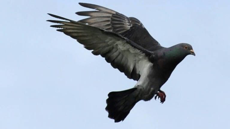 Argentina police kill drug-carrying pigeon