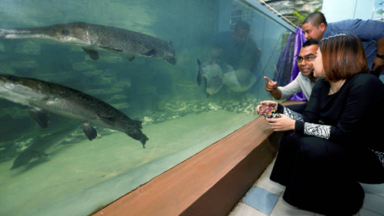 Live banned fish species at Penang aquarium
