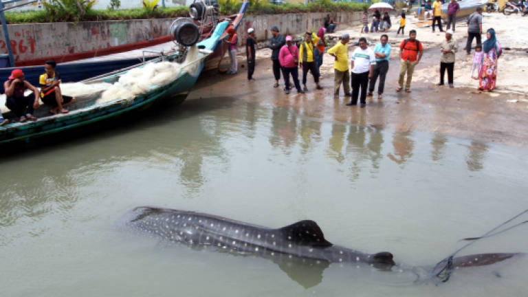 One-tonne whale shark found trapped in fishing net