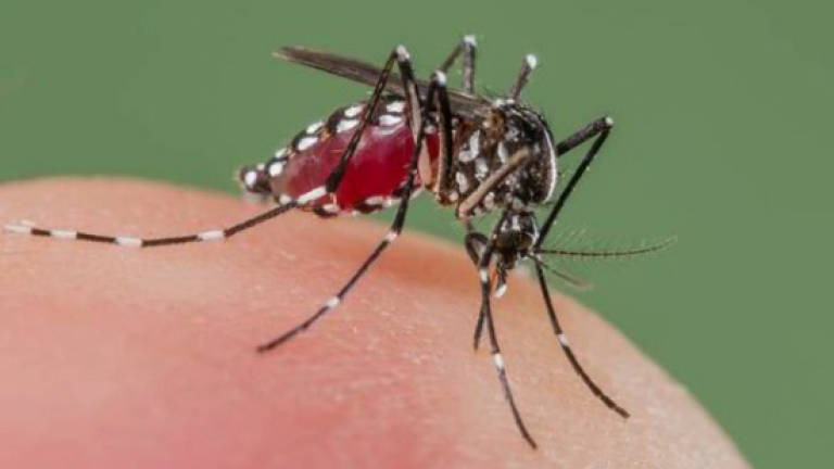 High Tech tool for combating outbreak of dengue
