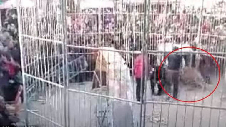 Circus tiger breaks out of cage, attacks spectators (Video)