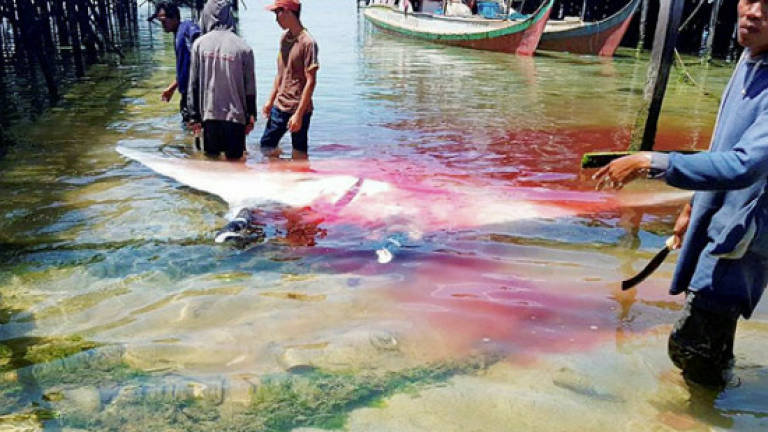 Tourists shocked to see slaughter of sea creatures