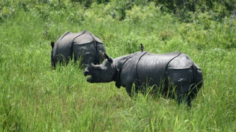 Rare Indian rhinos face growing threat from poachers