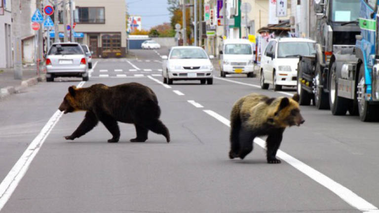 Japan bamboo-pickers defy bear attack warning despite deaths