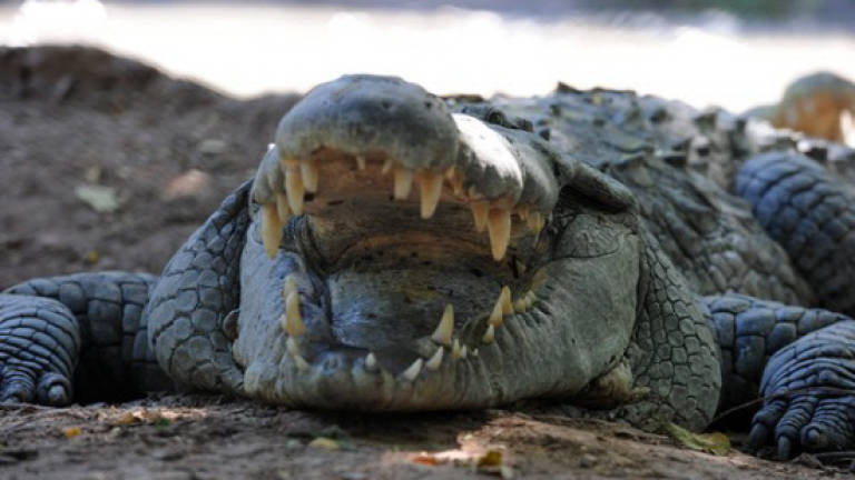 2.5m long male Sarawak river croc meets its end