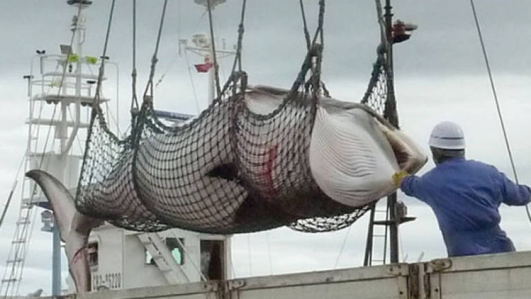 Japanese whalers head to Antarctic