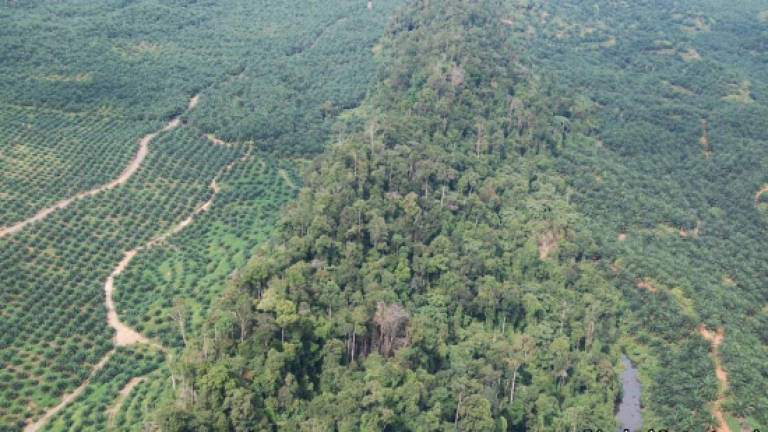 Survival of orangutan in lower Kinabatangan under threat