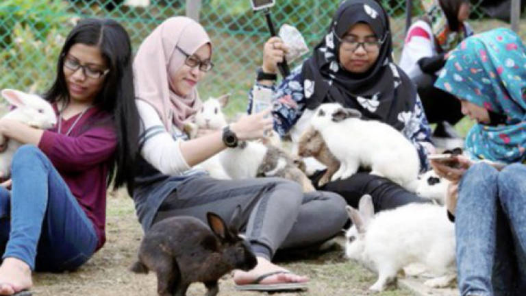 Pet lover's hobby turns into business earning RM300,000 annually