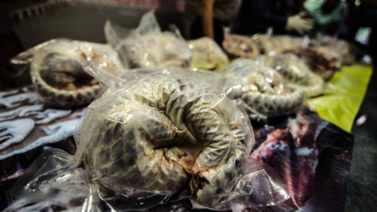 Indonesia seizes hundreds of frozen pangolins