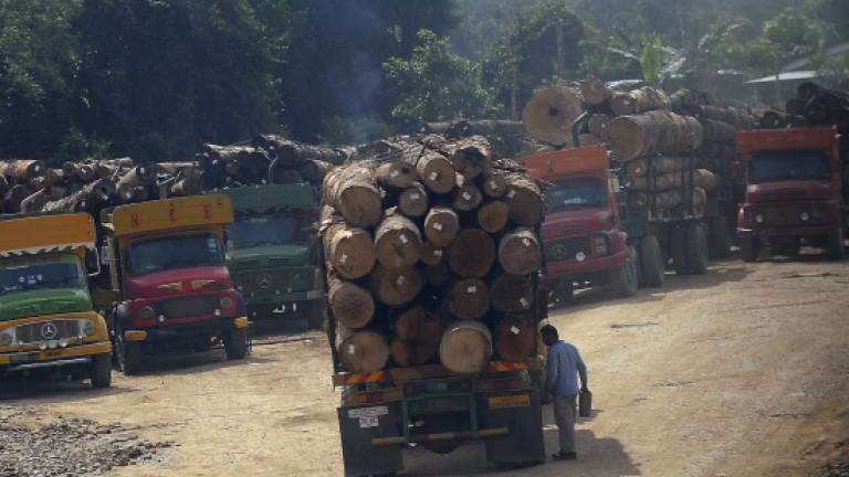 Two lorry drivers nabbed, 85 logs seized