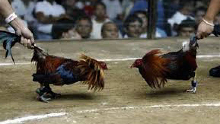 Cock-fighting gambling with bets up to RM20k crippled