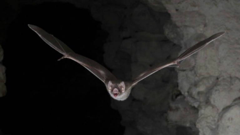 Vampire bat's blood-only diet 'a big evolutionary win'